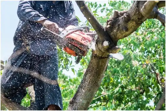 tree services Cement
